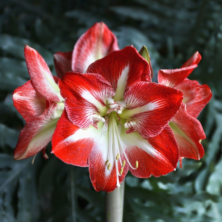 Amaryllis Minerva blooming indoors during winter, and displaying its red flowers with a bold white star in the center.
