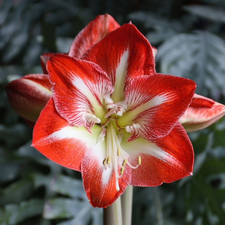 The brilliant, red and white flowers of amarylis Minerva.
