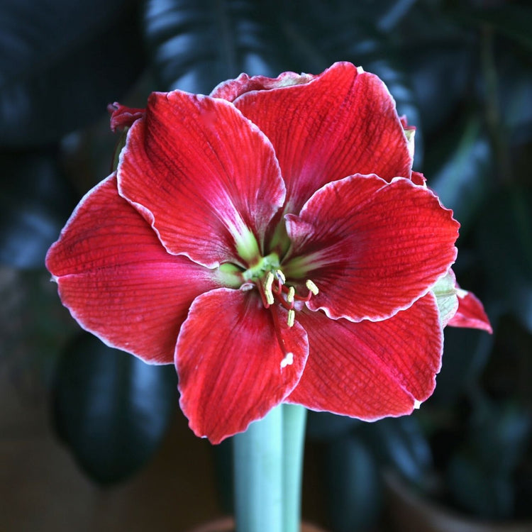 The flower of amaryllis Magical Touch,  showing this winter-blooming bulb's deep red petals with a thin white outline.