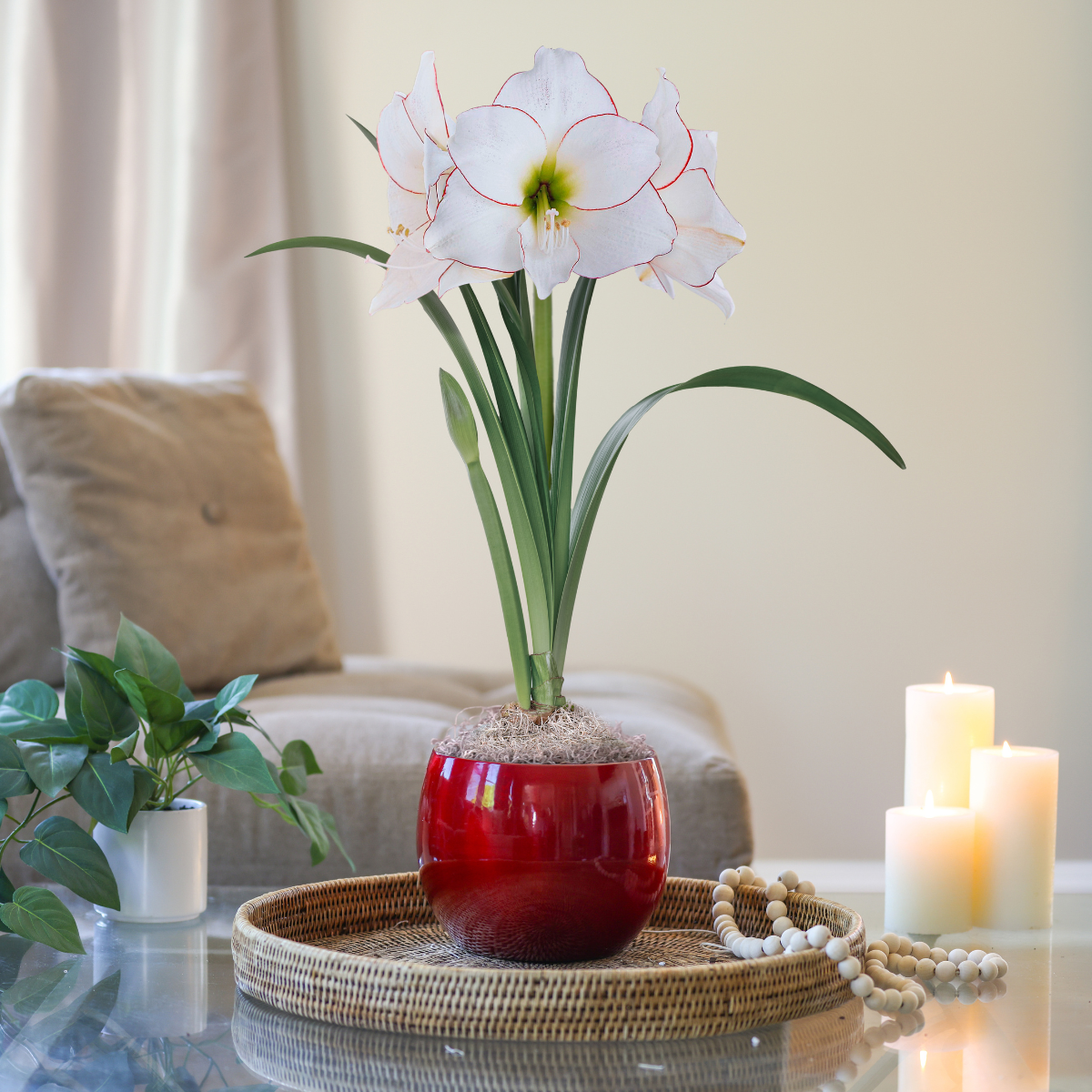 Amaryllis with Shiny Red Globe Pot Growing Kit - Longfield Gardens