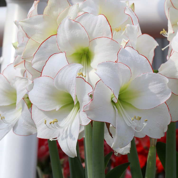 Amaryllis Single Picotee