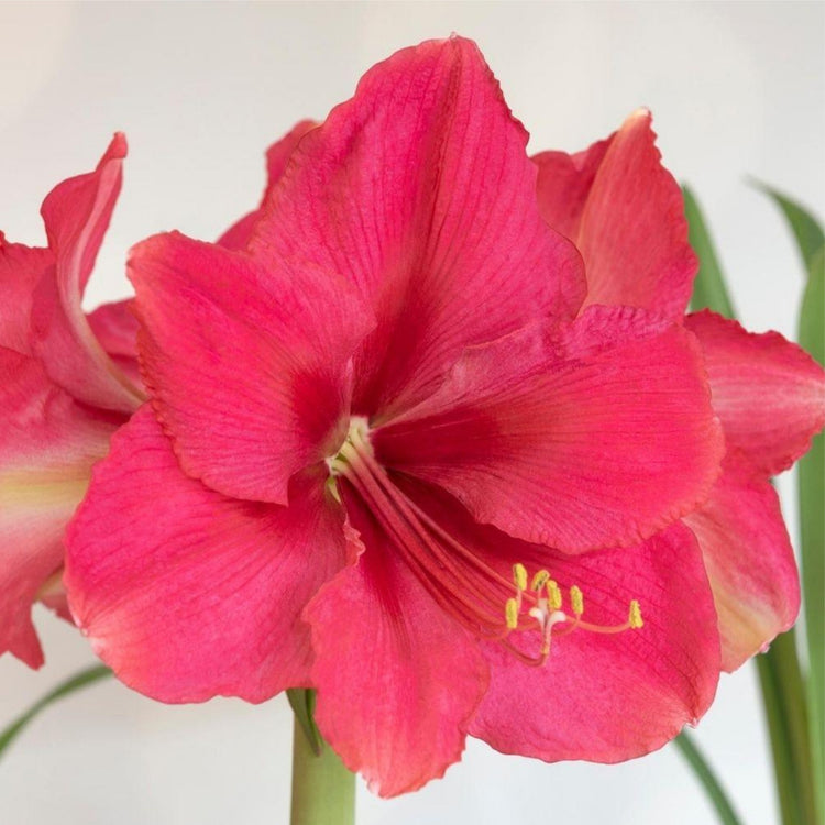 Amaryllis Single Pink Collection