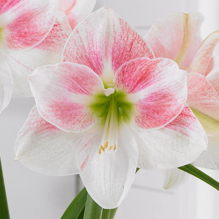 Amaryllis Single Pink Collection