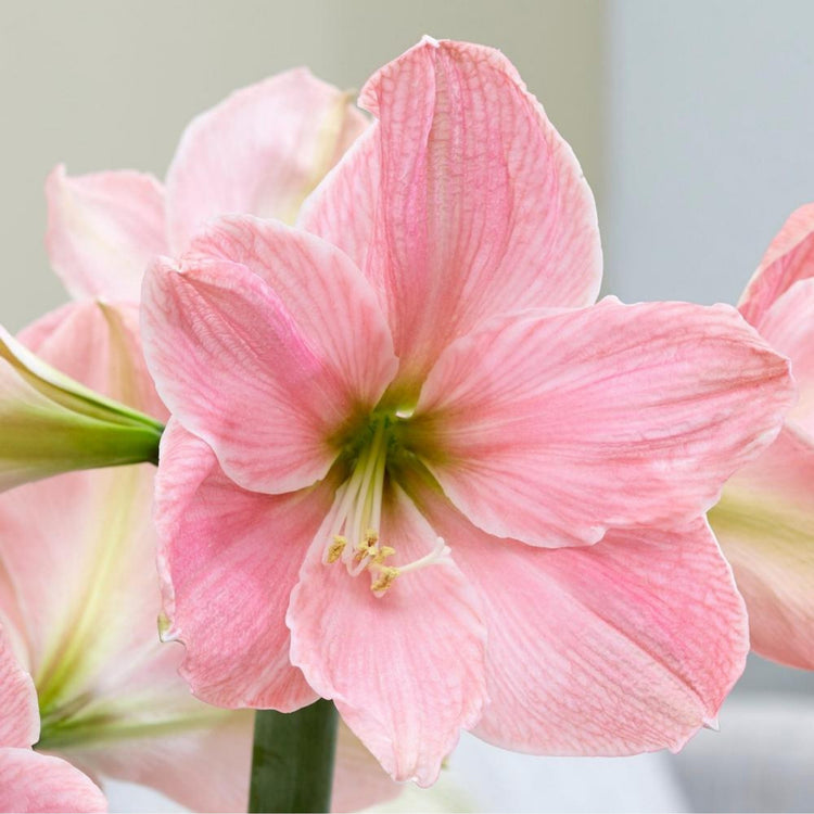 Amaryllis Single Pink Collection
