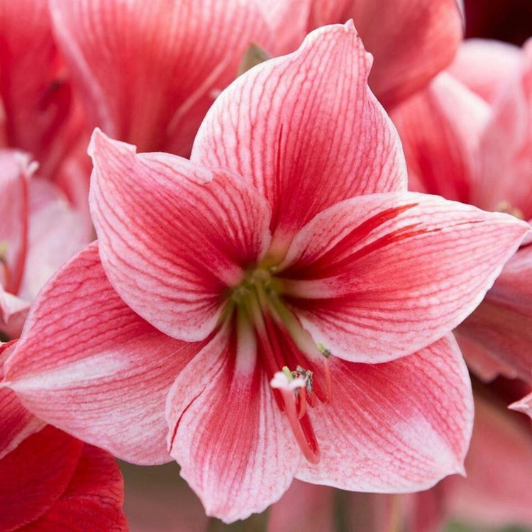 Amaryllis Single Pink Collection