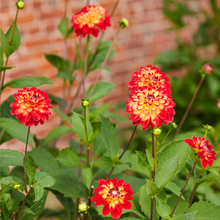 Dahlia Decorative Procyon