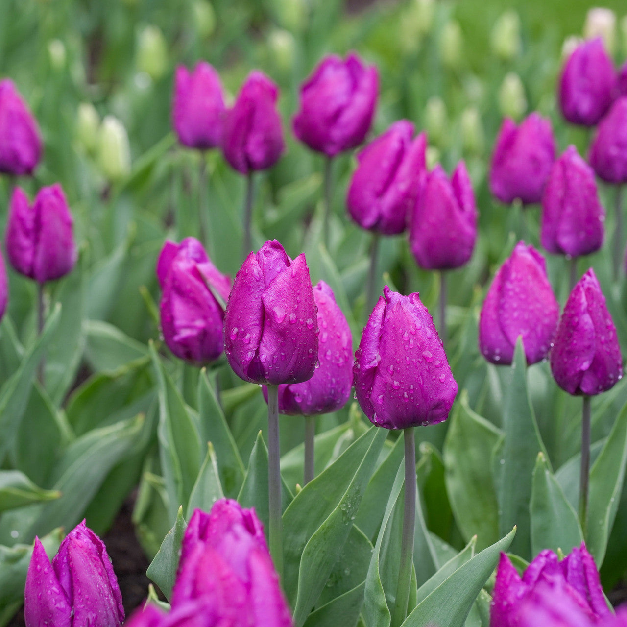 Tulip Single Early Purple Prince - 75 bulbs - Longfield Gardens