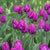 Single Early Tulips