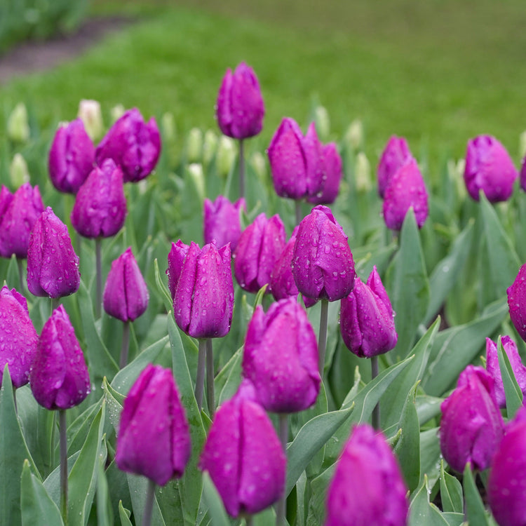 Tulip Single Early Purple Prince - Bulk Offer