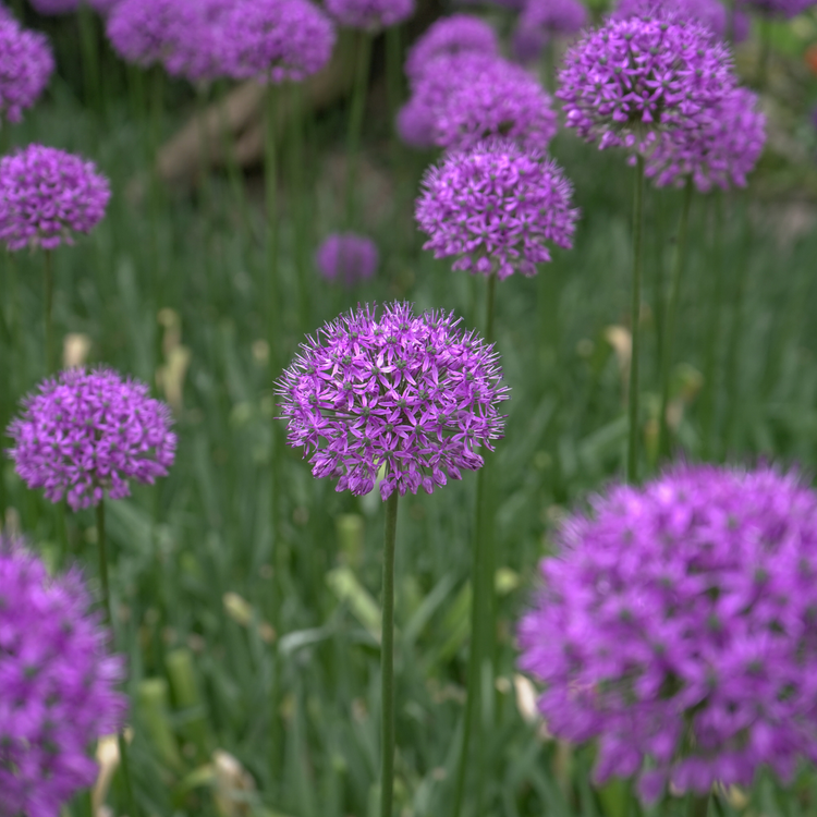 Allium Aflatunense Purple Sensation - Bulk Offer