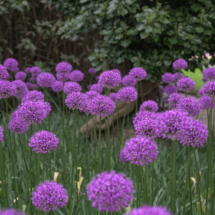 Allium Aflatunense Purple Sensation - Bulk Offer