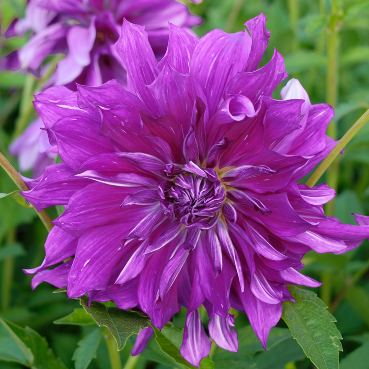 Dahlia Dinnerplate Purple Taiheijo