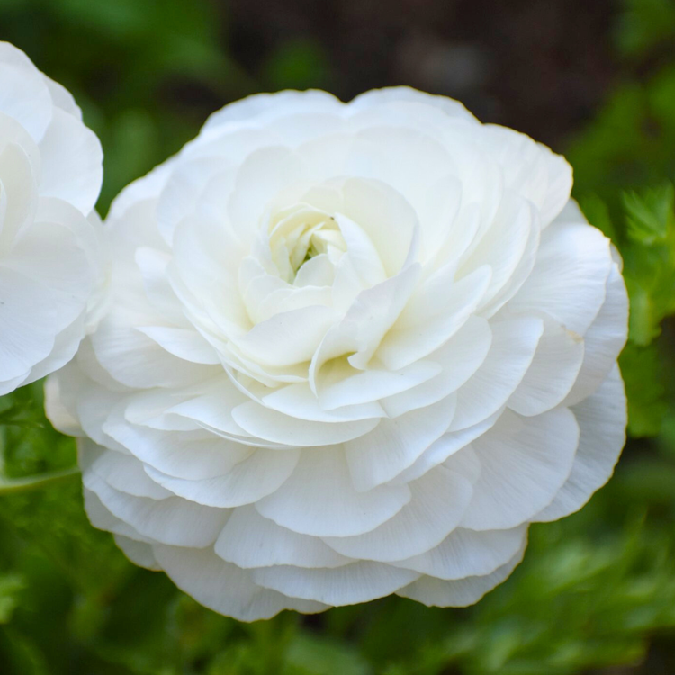 Ranunculus Tomer White (Spring)