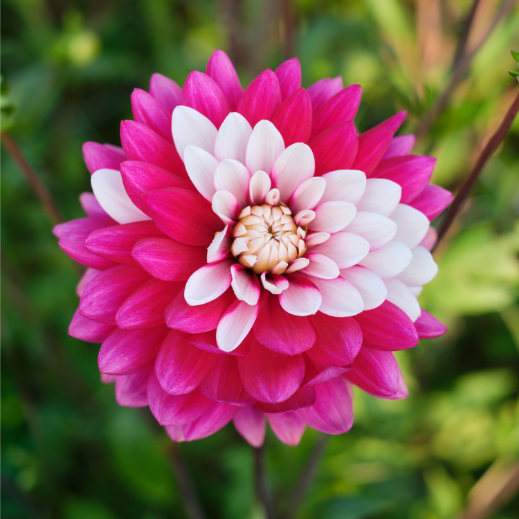 Dahlia Decorative Rebecca's World