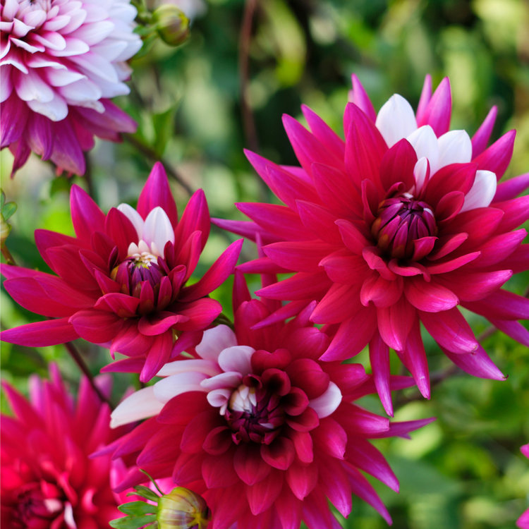 Dahlia Decorative Rebecca's World