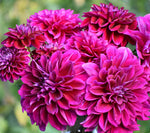 How to Grow Black Dahlias for a Dramatic Garden