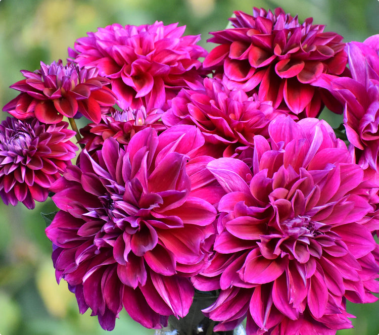 Megamenu for Spring-Planted Summer-Blooming Bulbs