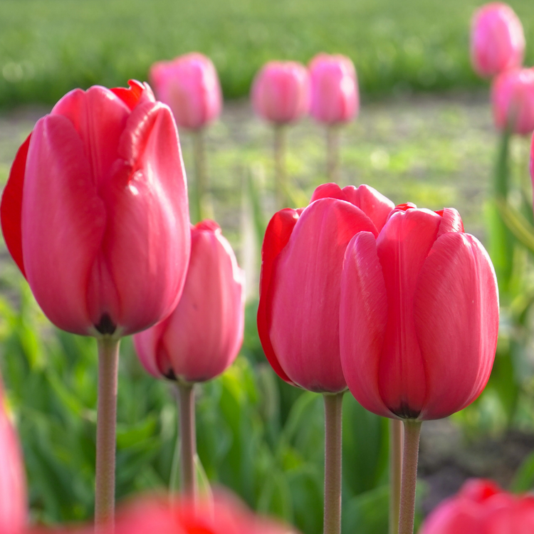 Tulip Darwin Hybrid Red Impression