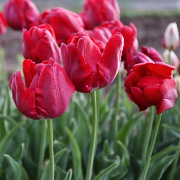Multiple flowers of parrot tulip Red Madonna in a garden highlighting the deep red blossoms with feathered petals.