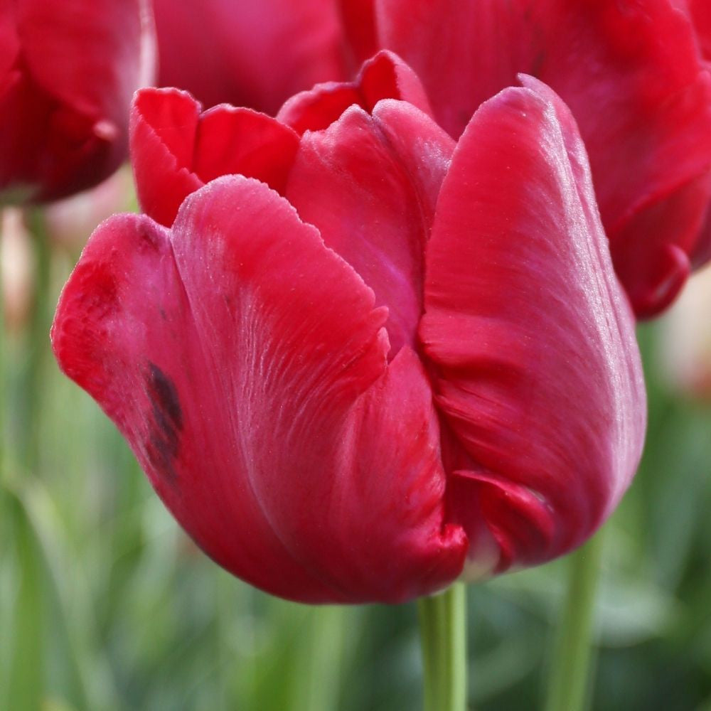 スウェーデン KOSTA BODA /コスタボダ \"TULIPA RED\" Kosta Boda Tulip | eBay