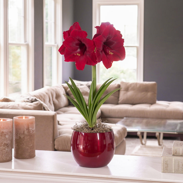 The deep red flowers of amaryllis Red Pearl, blooming indoors in a red metal pot.