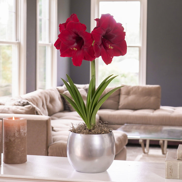 The deep red flowers of amaryllis Red Pearl, blooming indoors in a shiny silver pot.