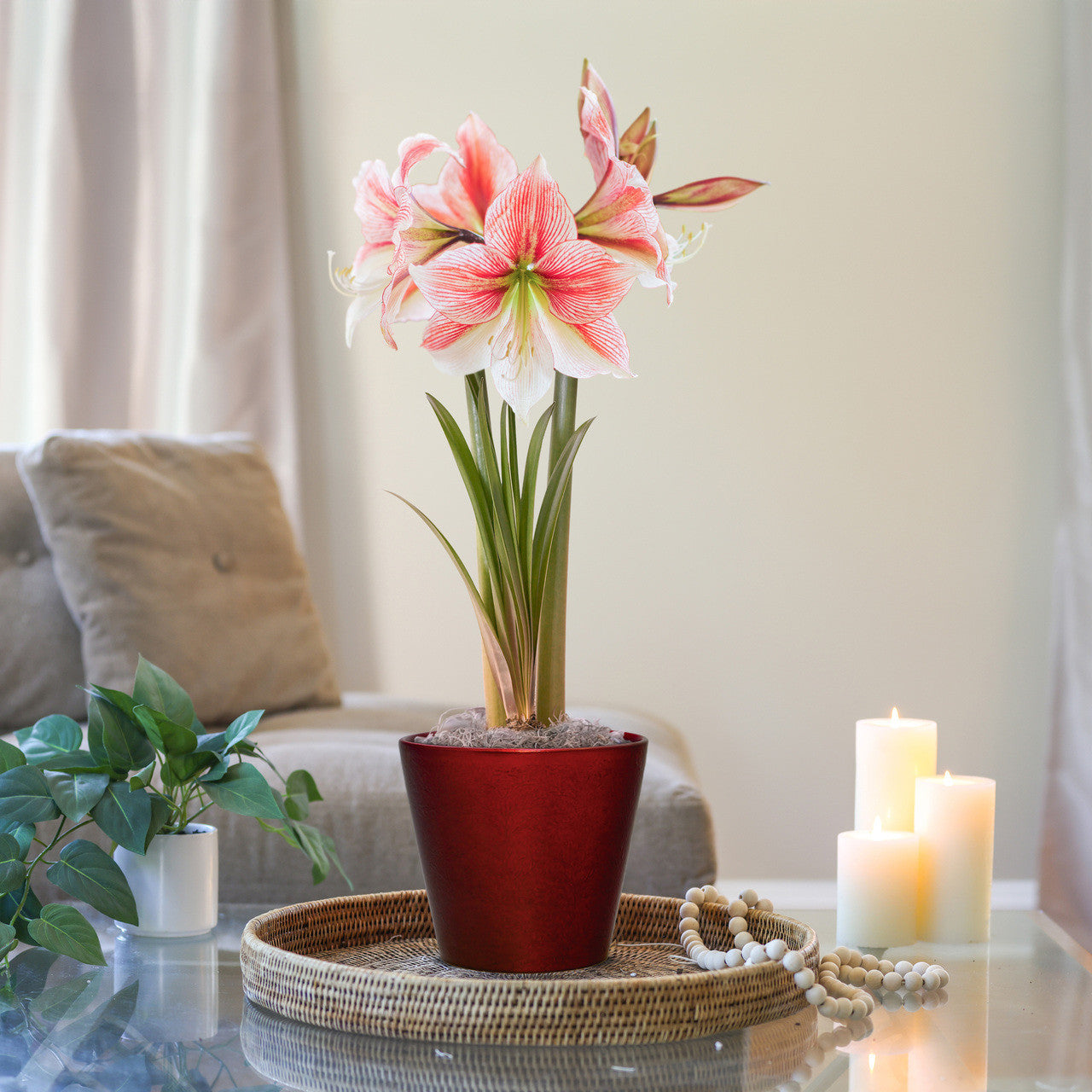 Amaryllis with Red Ceramic Pot Growing Kit - Longfield Gardens