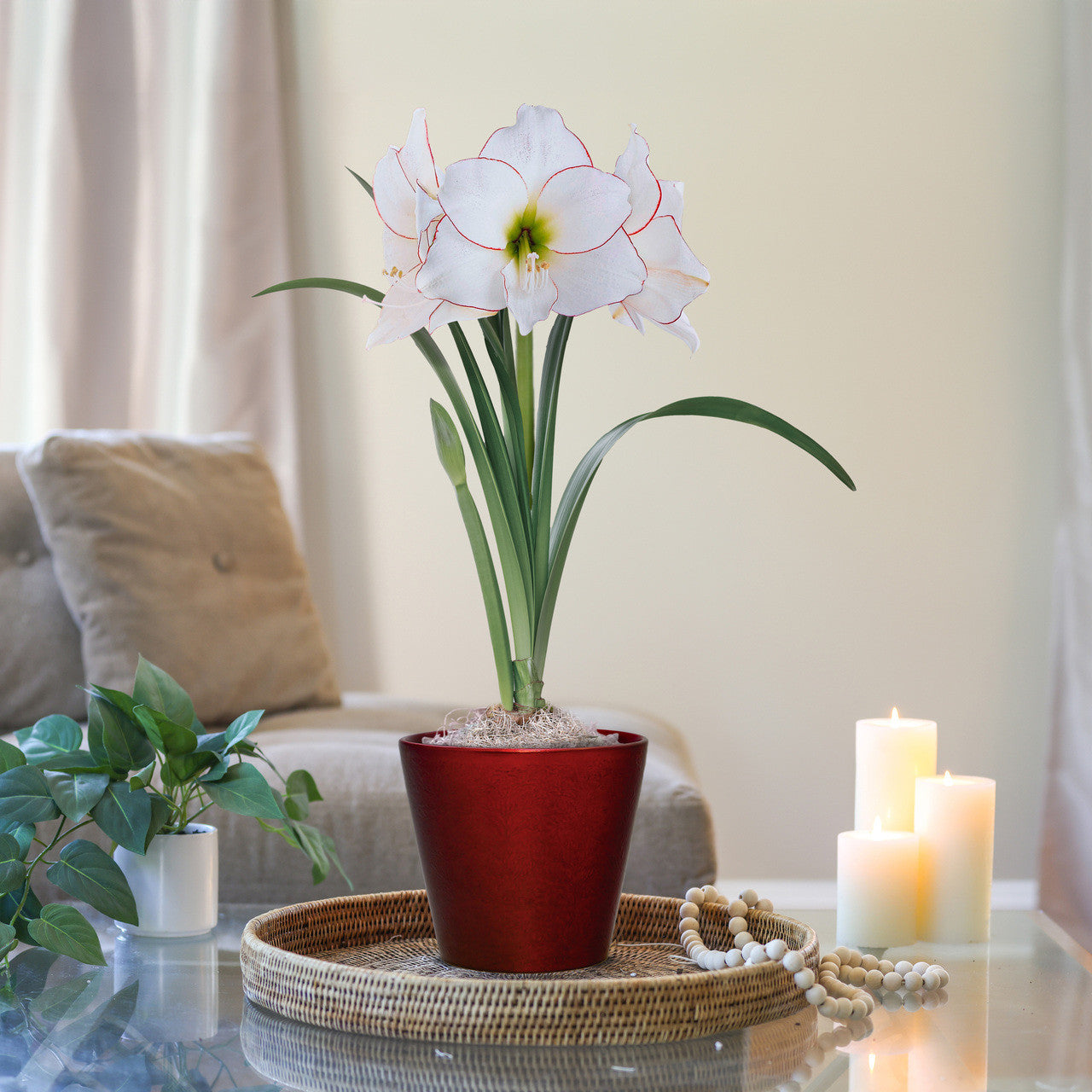 Amaryllis with Red Ceramic Pot Growing Kit - Longfield Gardens