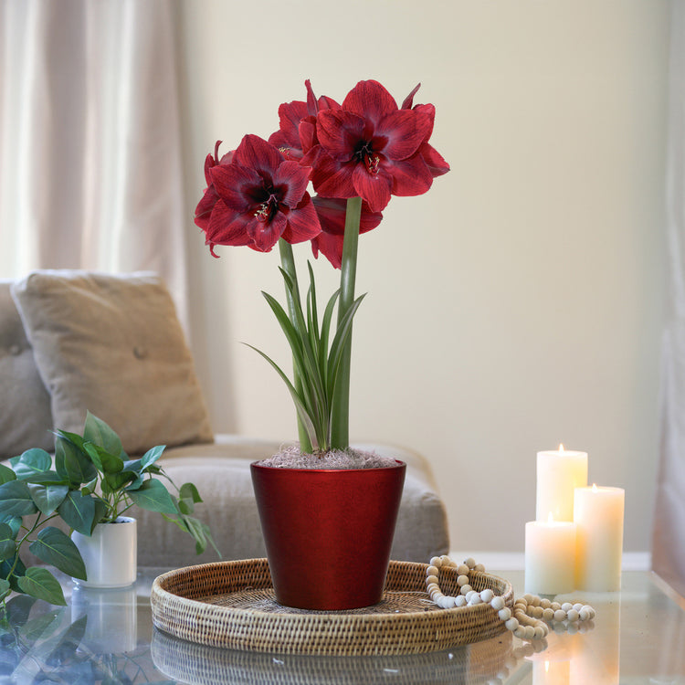 Amaryllis with Red Ceramic Pot Growing Kit