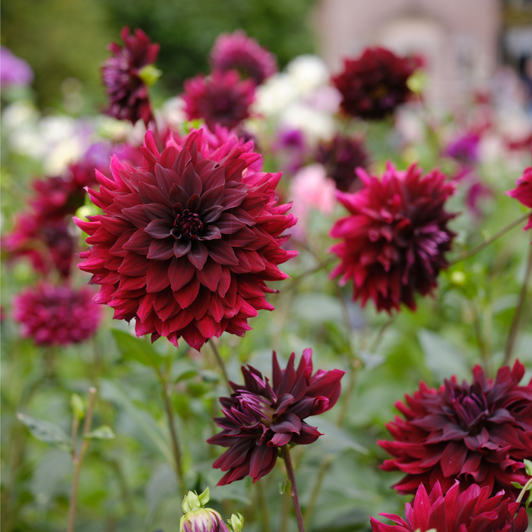 Dahlia Decorative Rip City