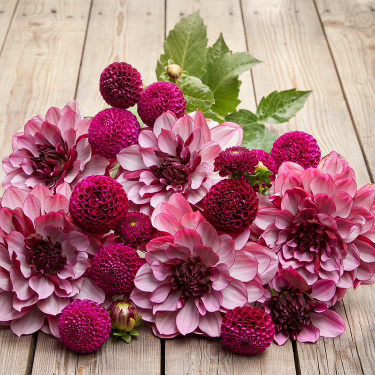 Dahlia Assorted Creme de Cassis & Rocco