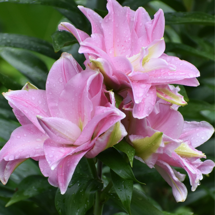 Lily Double Oriental Roselily Editha (Spring)