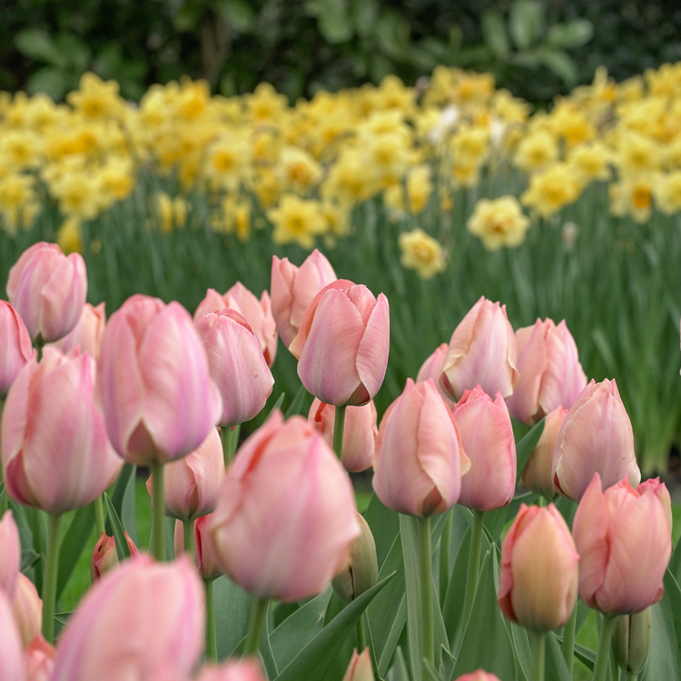 Tulip Darwin Hybrid Salmon Van Eijk