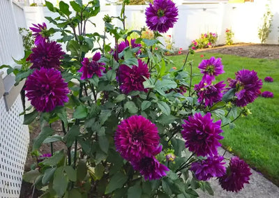 Dahlia Thomas Edison