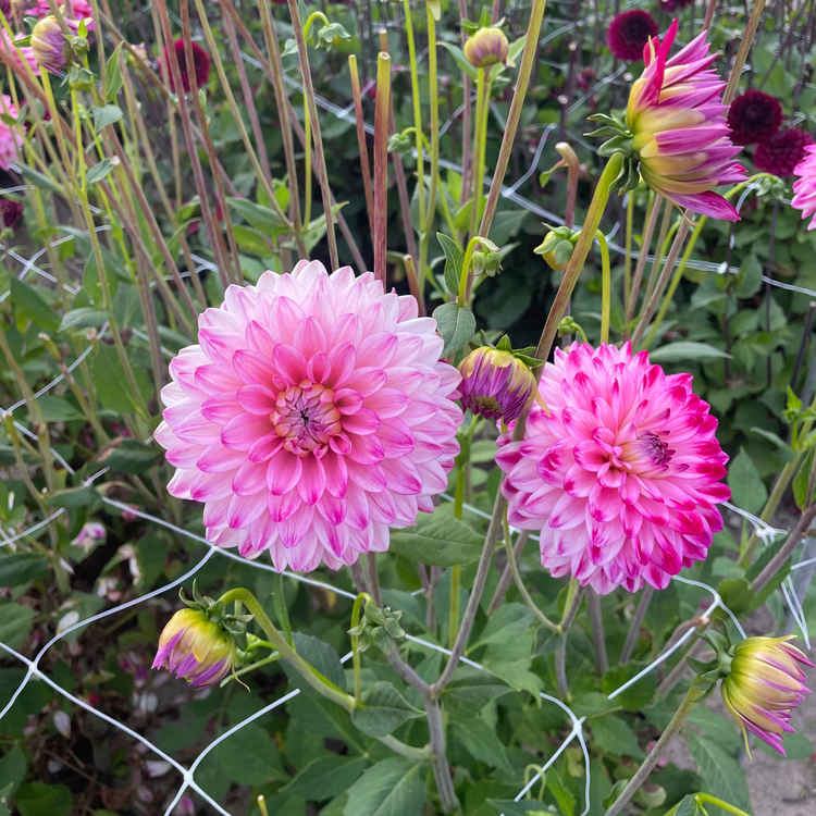 Dahlia Decorative Senior's Dream