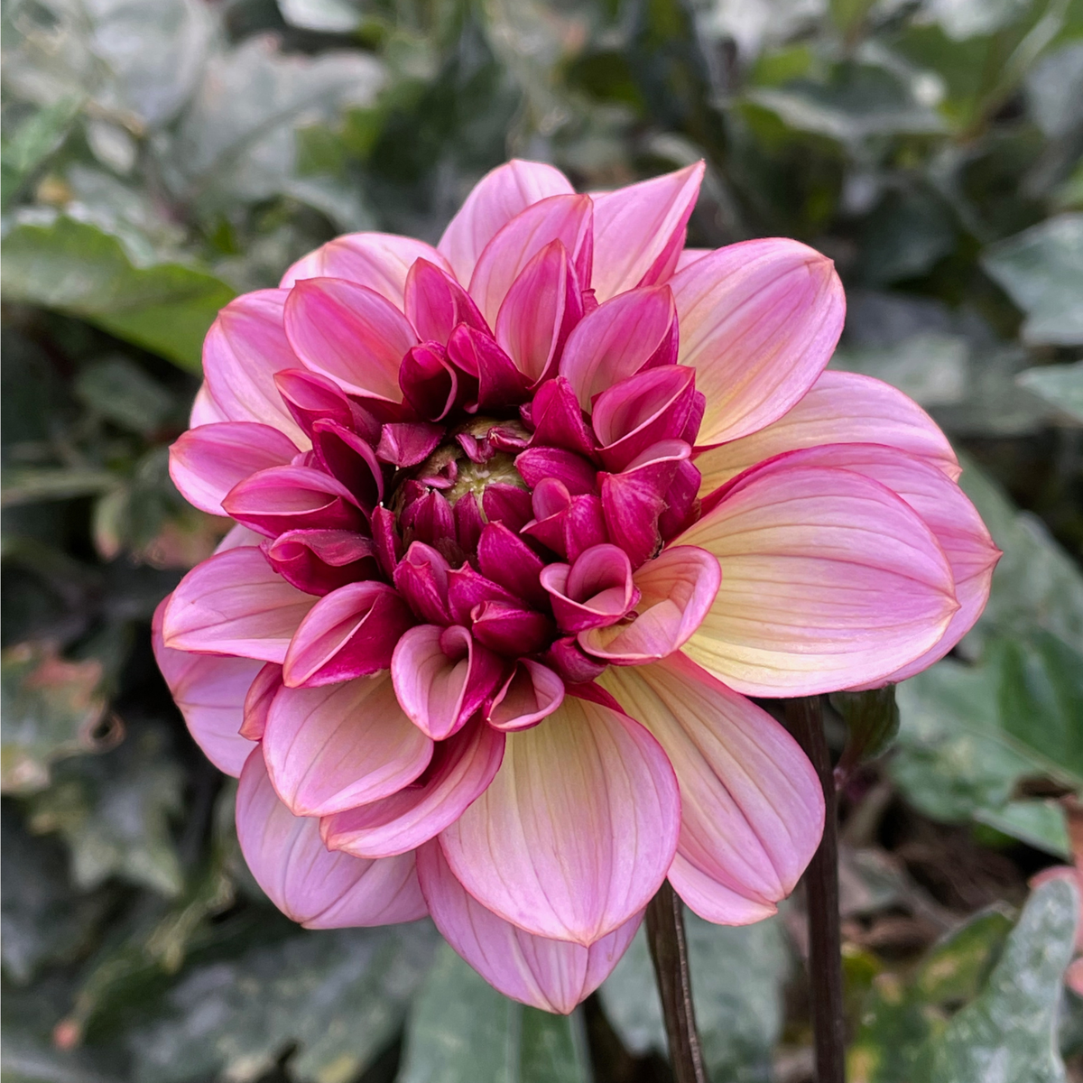 限定100 Flowers of Hope & Field of Flower Dahlia Decorative Senior's Hope - 3 tubers - Longfield Gardens