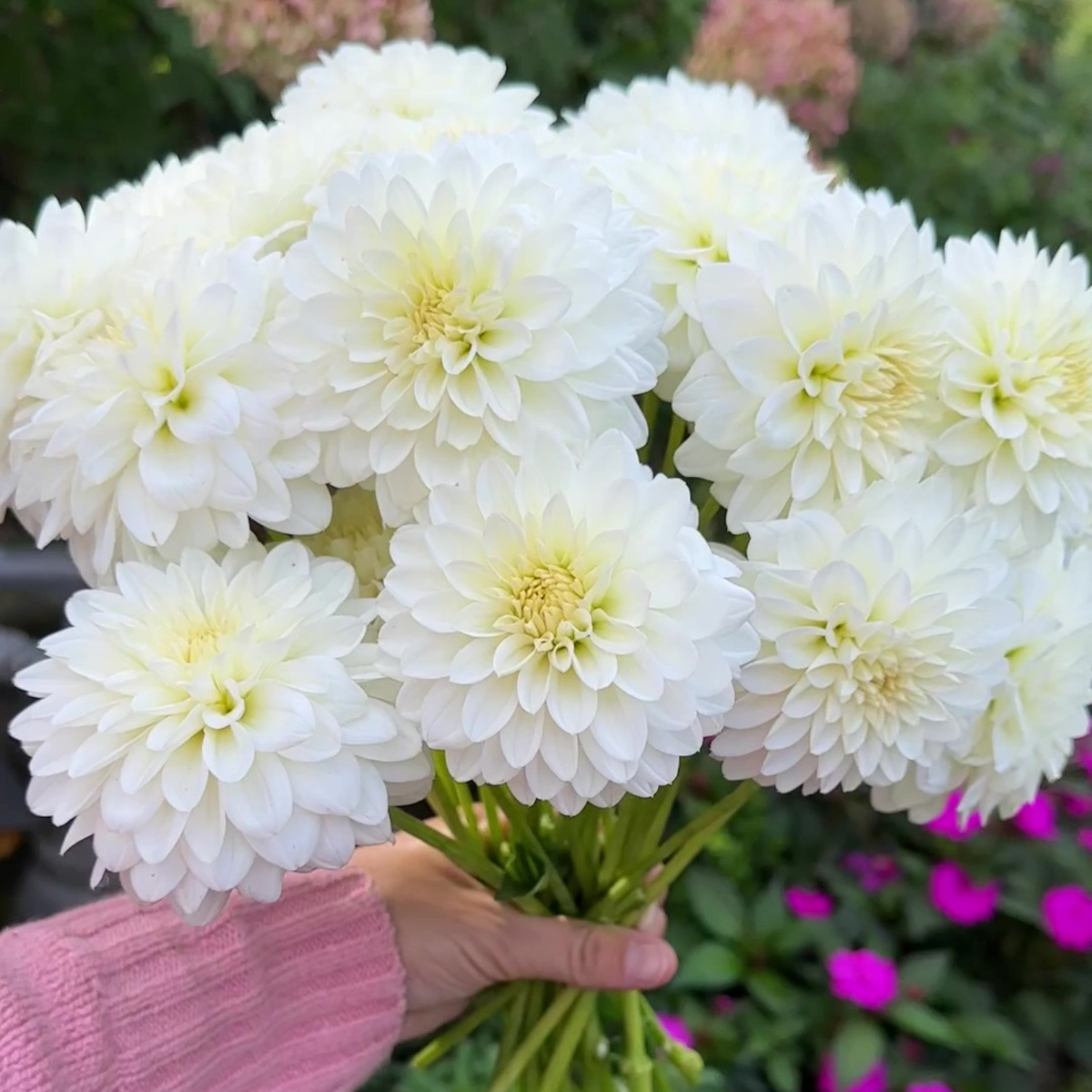 Dahlia Decorative Snow Cap - 2 tuber clumps - Longfield Gardens