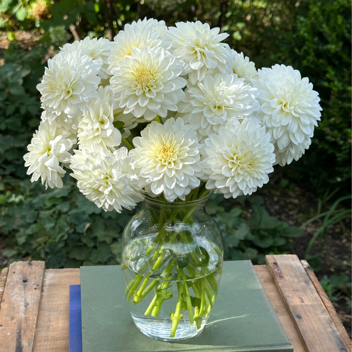 Dahlia Decorative Snow Cap - 2 tuber clumps - Longfield Gardens