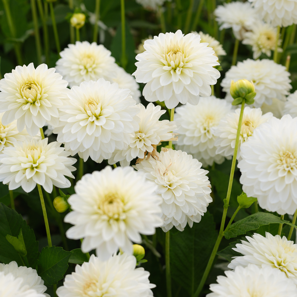 Dahlia Decorative Snow Cap - 2 tuber clumps - Longfield Gardens