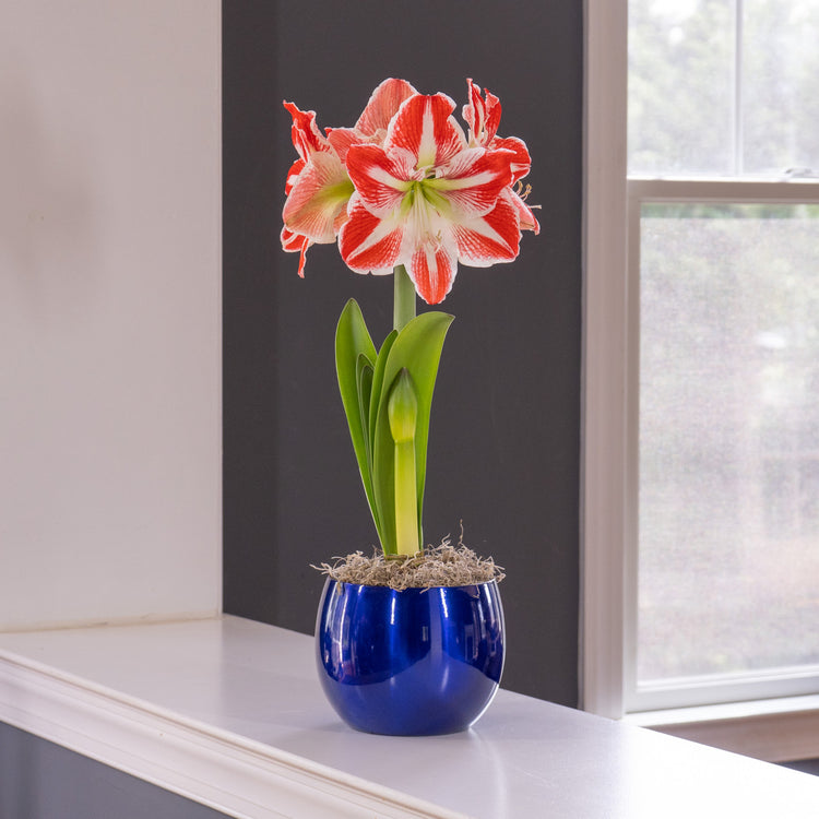 The red and white flowers of amaryllis Pierrot blooming indoors in a shiny blue metal pot.