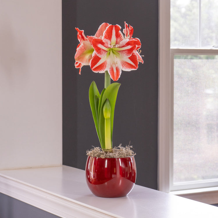 The red and white flowers of amaryllis Pierrot blooming indoors in a shiny red metal pot.
