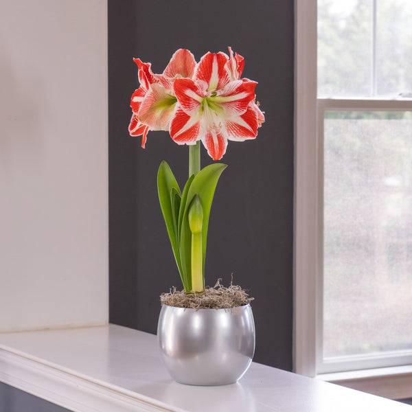 Amaryllis Pierrot Globe Pot 1 Growing Kit - Longfield Gardens