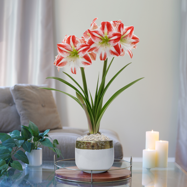 Amaryllis with Gold-Rimmed White Pot Growing Kit