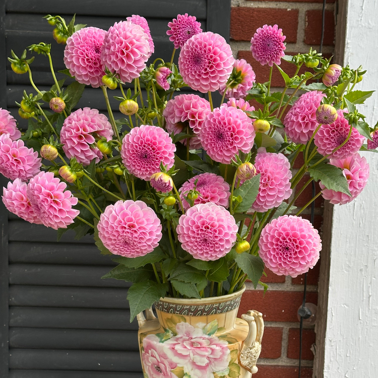 Dahlia Ball Stolze Von Berlin