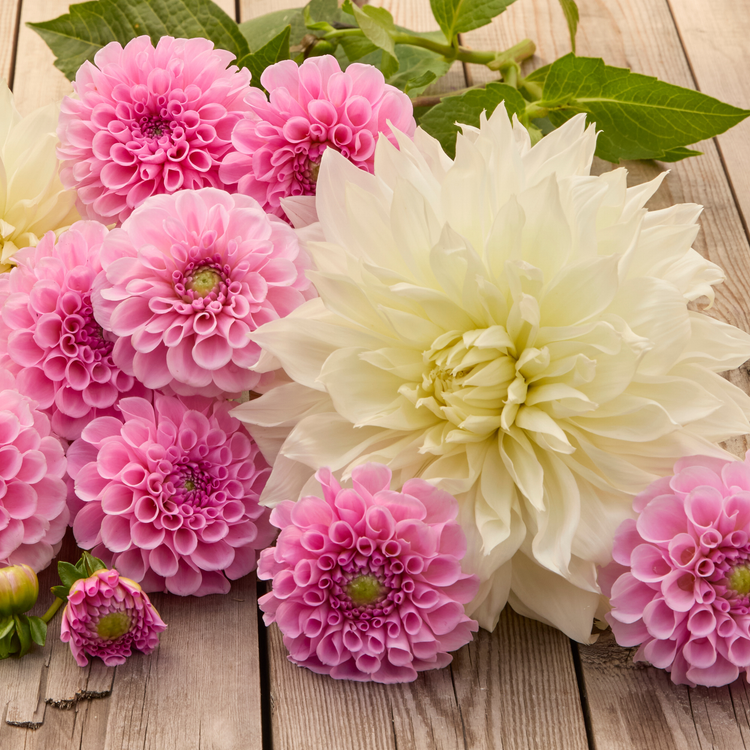 Dahlia Ball Stolze Von Berlin