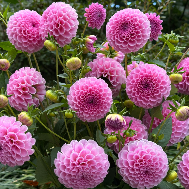 Dahlia Ball Stolze Von Berlin