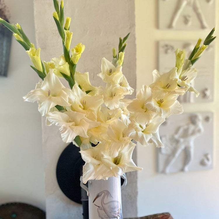 Gladiolus Cream Perfection