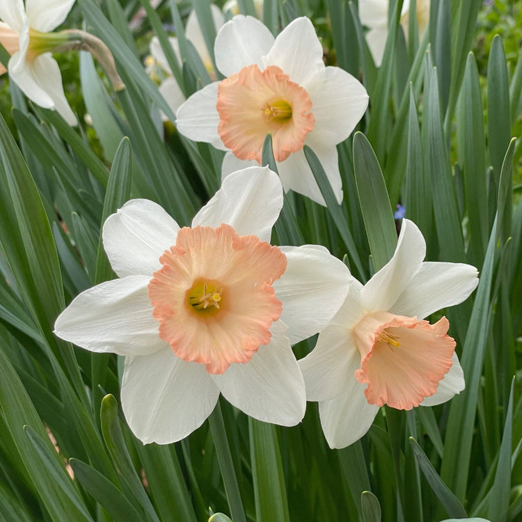 Daffodil Large Cupped Pink Pride