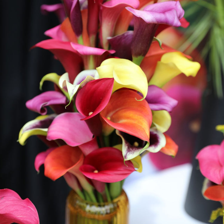 Calla Lily Morning Sun