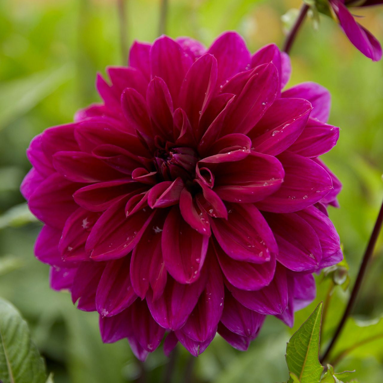 Dahlia Dinnerplate Thomas Edison - 2 tuber clumps - Longfield Gardens